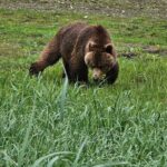Bear Viewing at Waterfall Creek - The Sum Up: Why Choose Waterfall Creek Bear Viewing?