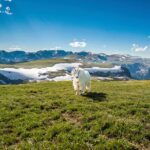 Beartooth Highway Small Group Tour with Wildlife Guide - What You Can Expect from the Experience
