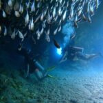 Beginner Scuba Diving Adventure at Chankanaab - What to Expect on the Day