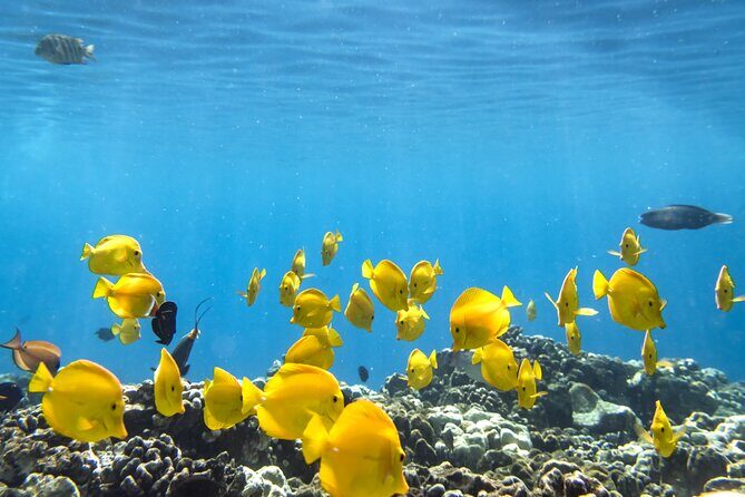 Best Coral Reef Snorkel Tour in Kona - Protected Marine Sanctuary - The Itinerary in Detail
