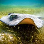 Best half-day snorkel tour: visit Kaan Luum, Yalku & Cenote - What to Expect During Your Tour