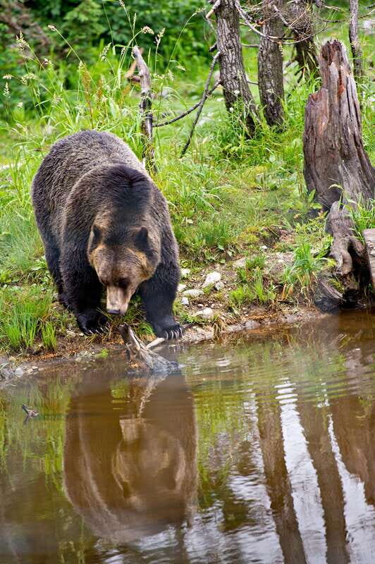 Best of Kananaskis PRIVATE SAFARI Tour + Custom Nature Walk - What to Pack and Considerations