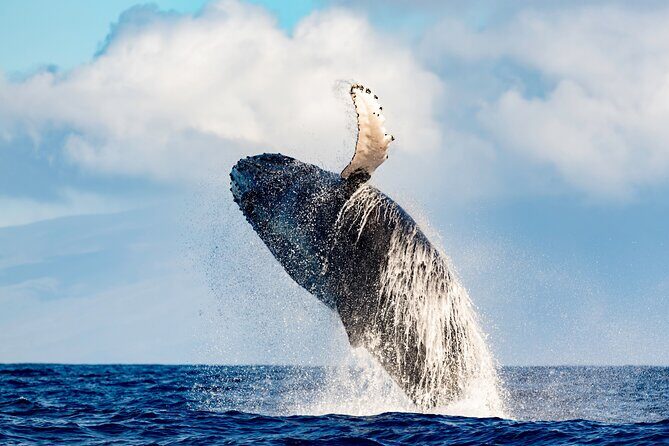 Best Waikiki Whale Watching in Honolulu: Whales Guaranteed - Who Will Love This Tour?