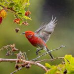Big Island: Birdwatching Tour with Expert Guide - Starting Point and Transportation