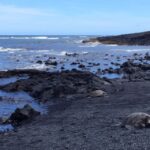 Big Island: Full Day Circle Island Tour From Kona - Practical Details and Transport