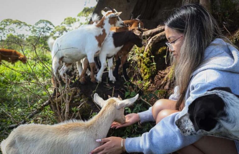 Big Island: Hand Feed & Cuddle Baby Goats - The Logistics and Practical Details