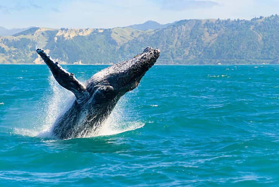 Big Island: Kona Whale Watching Tour - Who Will Enjoy This Tour?