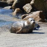 Big Sur Sightseeing Tour - The Practicalities: What You Need to Know