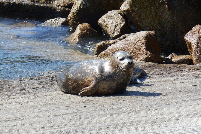 Big Sur Sightseeing Tour - The Practicalities: What You Need to Know