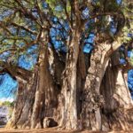 Bike Ride to the Largest Tree in the World - Final Thoughts: Why You Should Consider This Tour
