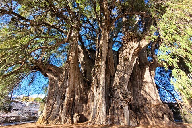 Bike Ride to the Largest Tree in the World - Final Thoughts: Why You Should Consider This Tour