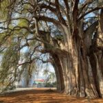 Bike tour to the Tule Tree and the Gastronomic Market - Analyzing the Value and Practicalities