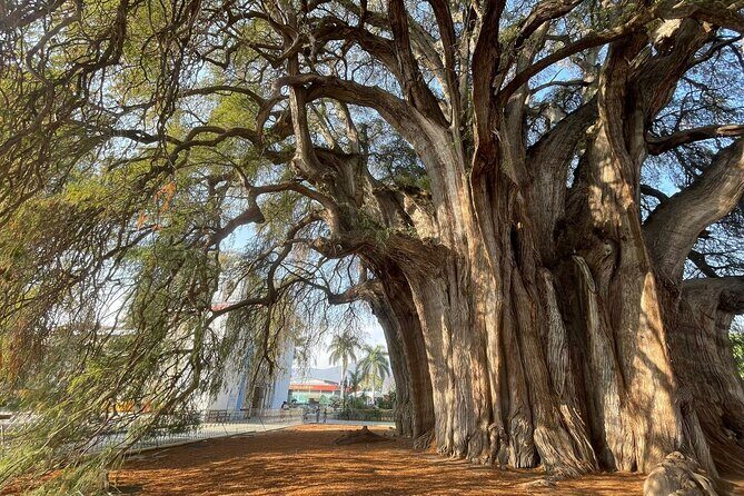 Bike tour to the Tule Tree and the Gastronomic Market - Analyzing the Value and Practicalities