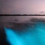 Bioluminescent Night Tour - Practical Tips for Your Tour