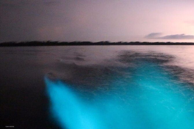 Bioluminescent Night Tour - Practical Tips for Your Tour