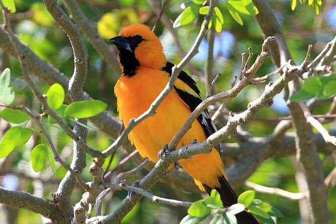 Bird watching ecofriendly tour from Cancun & Riviera Maya - The Experience Provider and Safety Measures