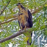 Bird watching in La Mancha - What to Expect During the Tour