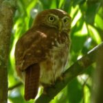 Bird Watching in Sian Ka´an Muyil - Authentic Experiences and What Travelers Say