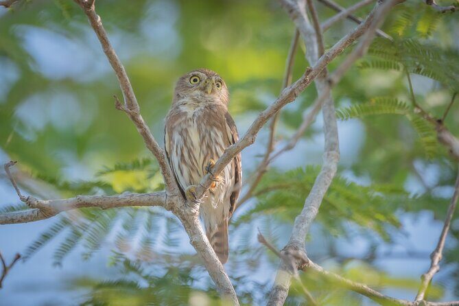 Bird Watching Mazatlán - Birding Tour - Who Should Consider This Tour?