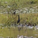 Bird Watching Tour Huatulco HT - Analyzing the Value