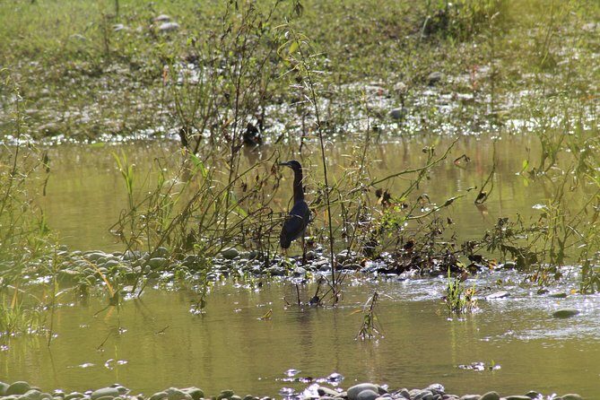 Bird Watching Tour Huatulco HT - Analyzing the Value