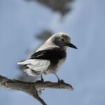 Birding Hike and Hot Spring Soak from Denver - The Wildlife and Ecology Focus