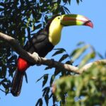 Birds of the Mayan World 1 - Final Thoughts: Is It Worth It?