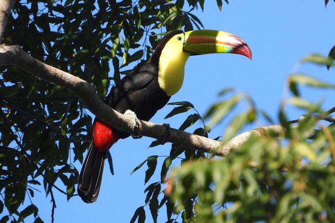 Birds of the Mayan World 1 - Final Thoughts: Is It Worth It?