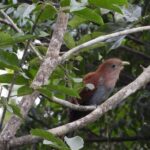 Birds of the Mayan World 2 / Route of the cenotes - Why This Tour is a Great Choice