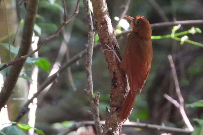 Birds of the Mayan World 3 - Authentic Experiences and Real Insights