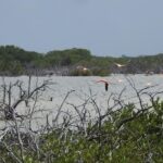 Birdwatching around Merida and coastline - Why This Tour Offers Good Value