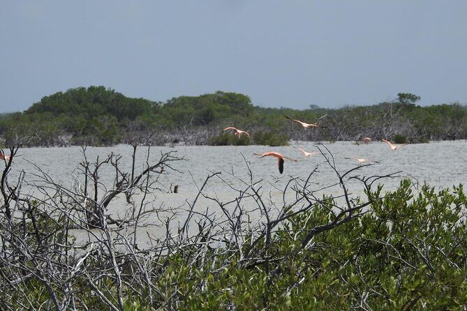 Birdwatching around Merida and coastline - Why This Tour Offers Good Value