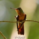 Birdwatching at The Mayan Cities with certified guide - Who Should Consider This Tour?