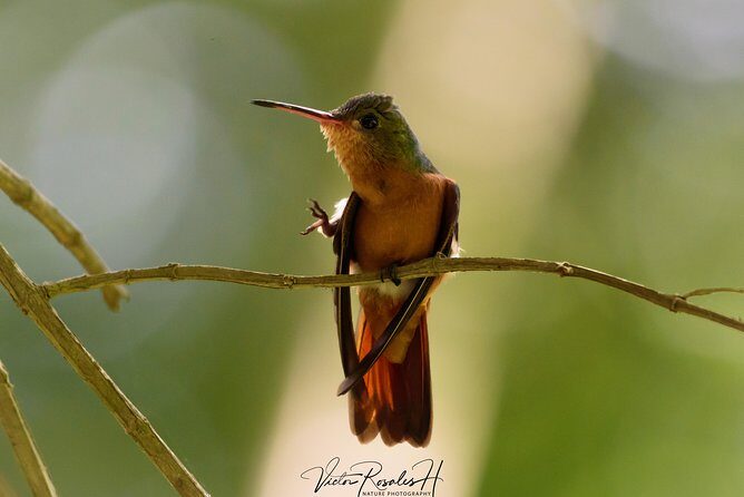 Birdwatching at The Mayan Cities with certified guide - Who Should Consider This Tour?