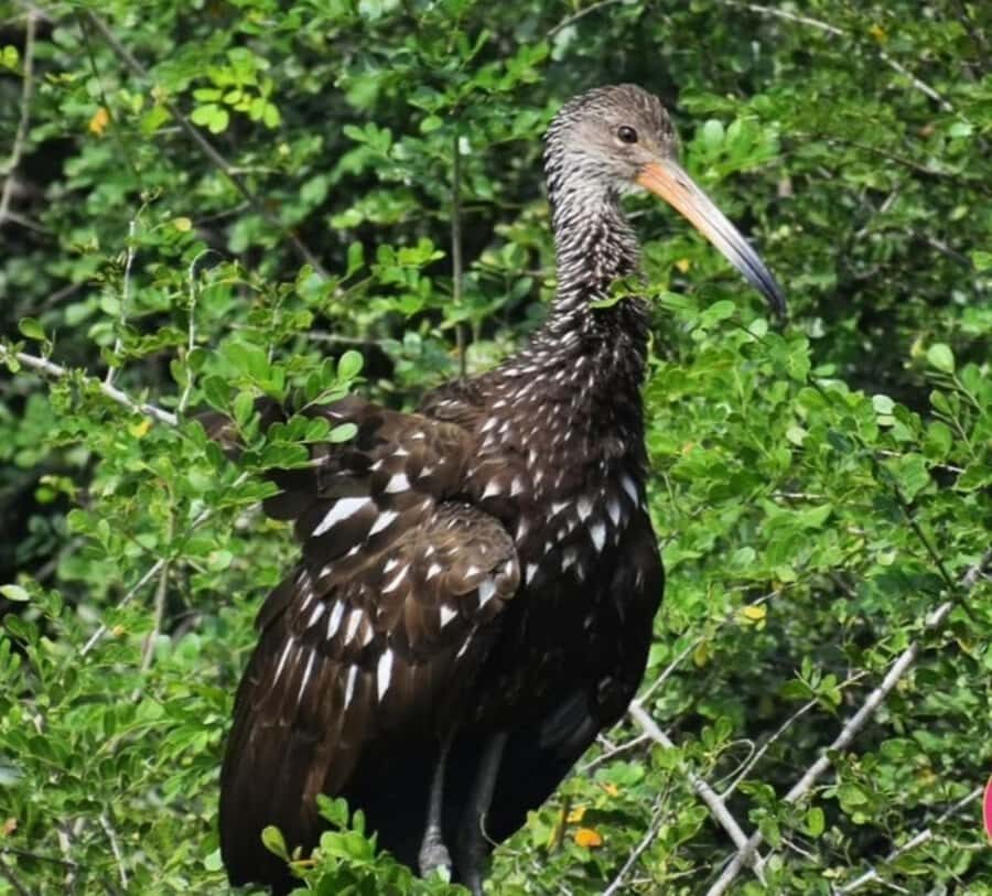birdwatching in the nearby savannah of Palenque - Detailed Breakdown of the Itinerary