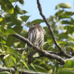 Birdwatching Playa del Carmen - The Itinerary in Detail