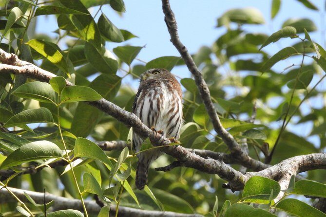 Birdwatching Playa del Carmen - The Itinerary in Detail