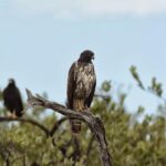 Birdwatching Sian Ka'an Biosphere Reserve - The Sum Up