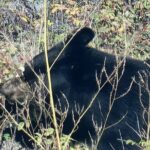 Bison Highway Road Tour - The Transport and Group Dynamics