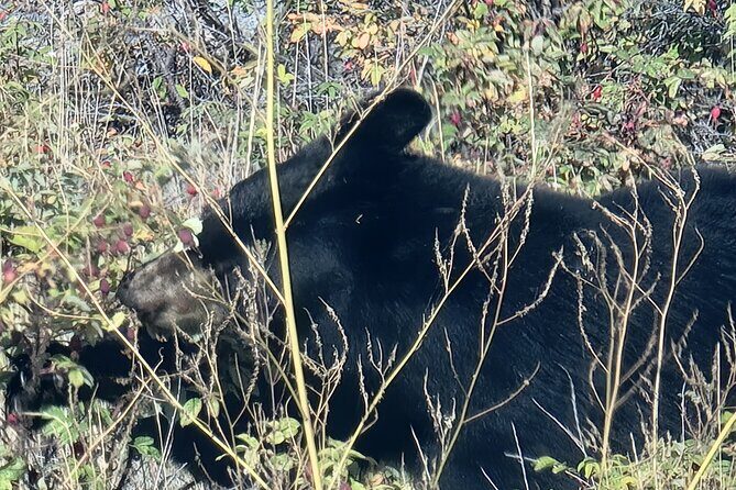Bison Highway Road Tour - The Transport and Group Dynamics