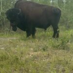 Bison Highway Wildlife Tour - What Travelers Are Saying (Based on Feedback)