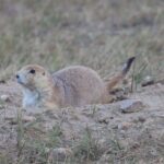 Black Hills Nature Tour Wildlife Watching and Scenic Views - How Travelers Are Responding — Real Feedback