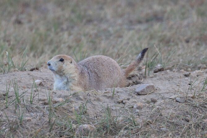 Black Hills Nature Tour Wildlife Watching and Scenic Views - How Travelers Are Responding — Real Feedback