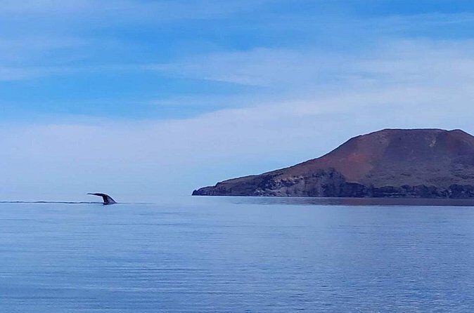 Blue Whale Watching Experience in Loreto - Price and Overall Value