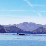Blue Whale Watching in Loreto - Final Thoughts
