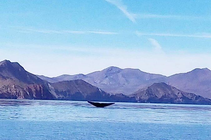Blue Whale Watching in Loreto - Final Thoughts