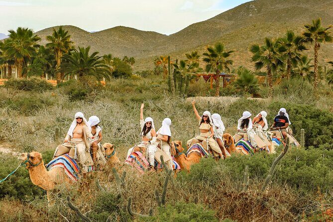 Boat Ride to the Arch and Beach Camel Ride in Cabo San Lucas Shared Tour - Who Will Love This Tour?
