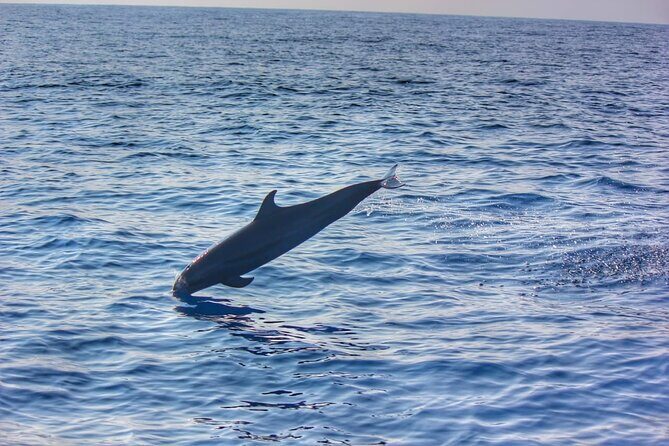 Boat Trip to See Marine Life in Puerto Escondido - Practical Tips for a Smooth Trip