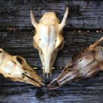 Bone Hunting in Wyoming - Introduction: Why This Tour Stands Out