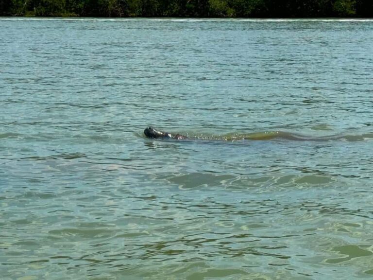 Bonita Springs Clear Kayak Tour with Dolphins & Manatees - Final Thoughts
